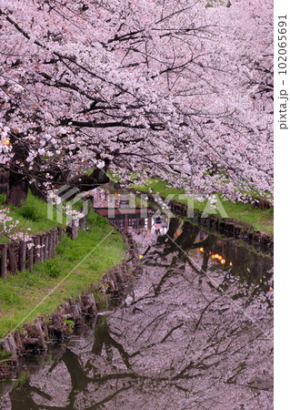 埼玉県川越市氷川町 氷川神社裏の誉桜と呼ばれる新河岸川沿いの桜並木と川面の水鏡 埼玉県川越市氷川町 氷川神社裏の誉桜と呼ばれる新河岸川沿いの桜並木と川面の水鏡 102065691