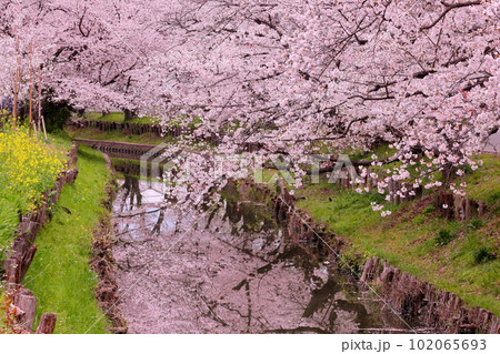 埼玉県川越市氷川町 氷川神社裏の誉桜と呼ばれる新河岸川沿いの桜並木と川面の水鏡 埼玉県川越市氷川町 氷川神社裏の誉桜と呼ばれる新河岸川沿いの桜並木と川面の水鏡 102065693
