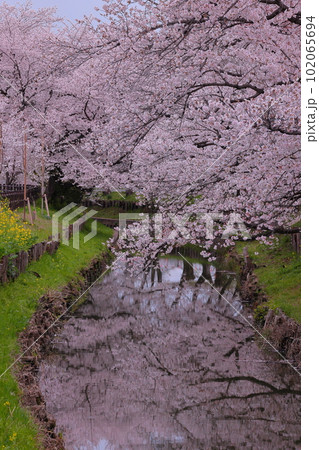 埼玉県川越市氷川町　氷川神社裏の誉桜と呼ばれる新河岸川沿いの桜並木と川面の水鏡 102065694