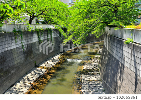 小滝橋／神田川より上流方向を望む(東京都新宿区)【2023.4】 102065861