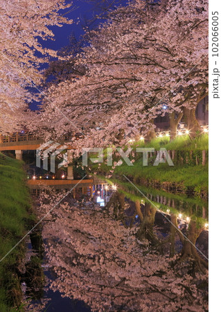 埼玉県川越市氷川町　氷川神社裏の誉桜と呼ばれるライトアップされた新河岸川沿いの桜並木と川面の水鏡 102066005