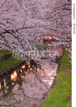埼玉県川越市氷川町　氷川神社裏の誉桜と呼ばれるライトアップされた新河岸川沿いの桜並木と川面の水鏡 102066014