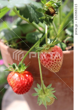 鉢植えで育てたイチゴ 鉢植えで育てたイチゴ 102066315