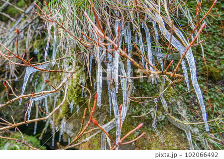 普賢岳　三月の氷柱 102066492