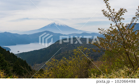 山桜を前景に大観山から見る富士山と芦ノ湖／神奈川県湯河原町 102066498
