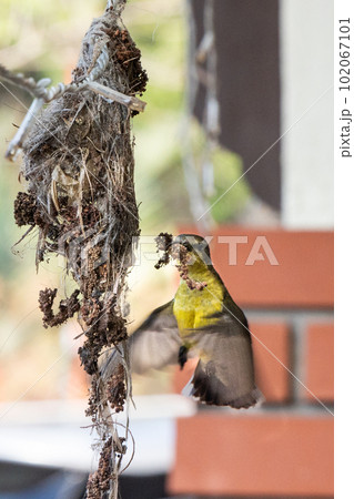 Long-billed spiderhunter bird transferring weaving material to weave its nest at residential home Long-billed spiderhunter bird transferring weaving material to weave its nest at residential home 102067101