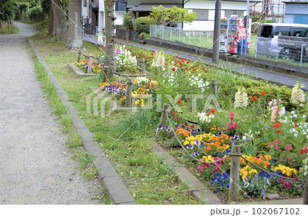 歩道の花1 歩道の花1 102067102