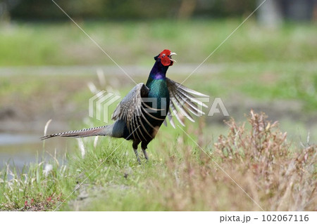 キジ pheasant / Japan 102067116