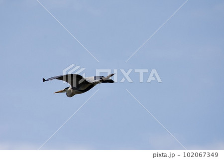 青鷺 heron / Japan 青鷺 heron / Japan 102067349