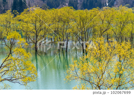 白川湖の水没林 山形県 飯豊町 白川湖の水没林 山形県 飯豊町 102067699