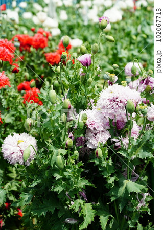 植物園、花、東京、日本、野外、空、青空、雲、 ケシ、けし、ケシの花、栽培禁止、papaver	、so 102067713