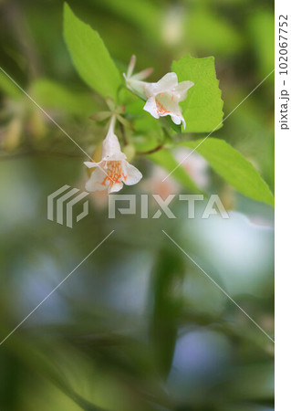 春に短い枝の先に二輪一組で開花するツクバネウツギ 春に短い枝の先に二輪一組で開花するツクバネウツギ 102067752