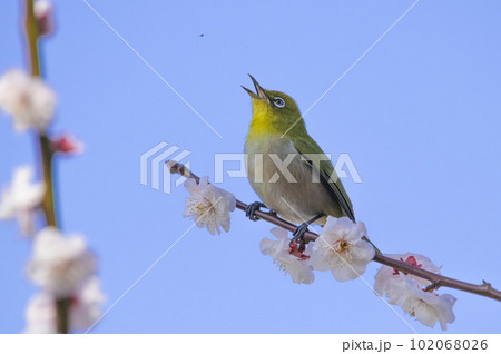飛翔中の虫を狙うメジロ（梅林寺外苑） 102068026