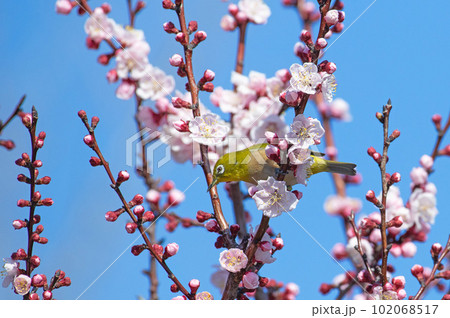 白梅とメジロ（梅林寺外苑・久留米市） 102068517