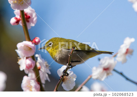 白梅とメジロ(梅林寺外苑・久留米市) 白梅とメジロ(梅林寺外苑・久留米市) 102068523