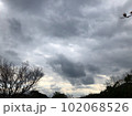 冬の寒そうな空に樹木のコントラスト。 102068526