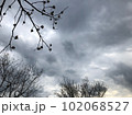 木々の陰影と、冬の寒そうな空。 102068527