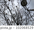 冬のユリノキと街灯とグレーの空 102068529