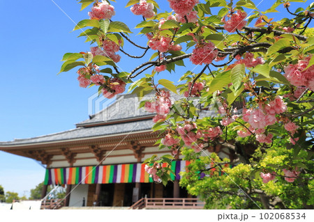 西新井大師 里桜と本堂 (足立区西新井) 西新井大師 里桜と本堂 (足立区西新井) 102068534