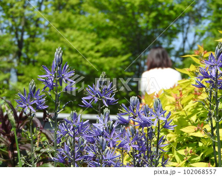 北米原産の球根植物「カマシア」 北米原産の球根植物「カマシア」 102068557
