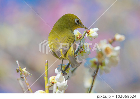 白梅とメジロ(梅林寺外苑・久留米市) 白梅とメジロ(梅林寺外苑・久留米市) 102068624