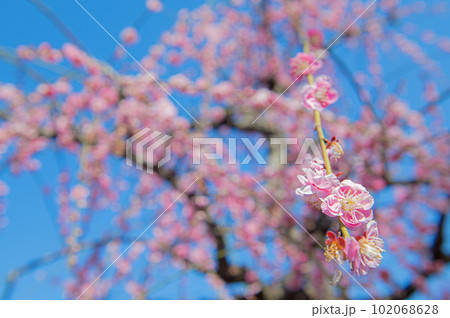 梅林寺外苑の梅園に咲くウメ 梅林寺外苑の梅園に咲くウメ 102068628