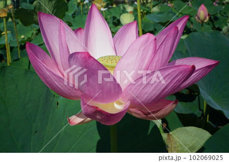 古代ハス 花20センチ以上 古代ハス 花20センチ以上 102069025