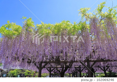 西新井大師　満開の藤の花 102069246