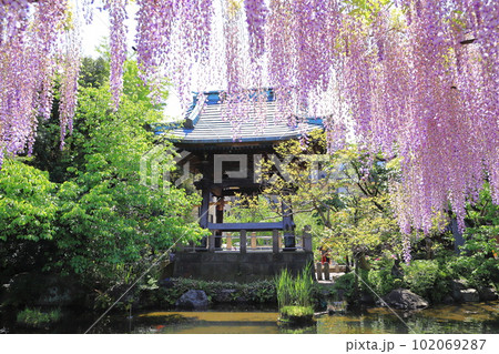西新井大師　満開の藤と鐘楼堂 102069287