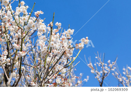 梅林寺外苑の梅園に咲くウメ 102069309