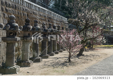 梅林寺の外苑入り口に咲くウメと石灯籠 梅林寺の外苑入り口に咲くウメと石灯籠 102069313