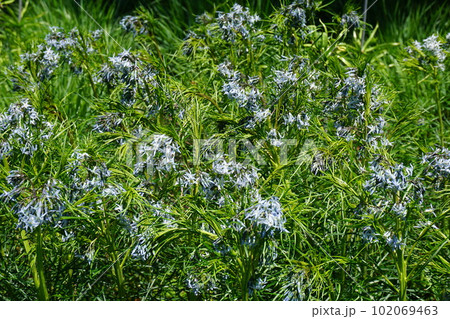 ホソバチョウジソウ（細葉丁子草） 102069463