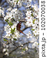 A multicolored butterfly sits on a white Apple blossom 102070038