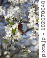 A multicolored butterfly sits on a white Apple blossom 102070040