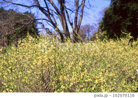 花いっぱいの春 102070116