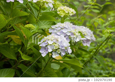 淡い紫の紫陽花のアップ 淡い紫の紫陽花のアップ 102070190
