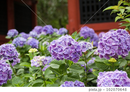 ぼかした山門を背景に紫の紫陽花　あまびき観音 102070648