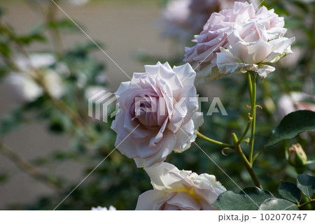 淡い紫の薔薇のアップ 102070747