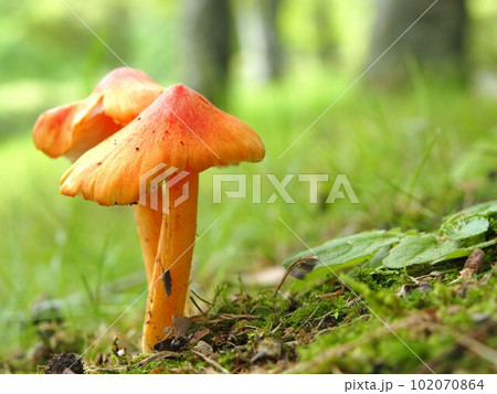 ヒイロガサの生態写真 ヒイロガサの生態写真 102070864