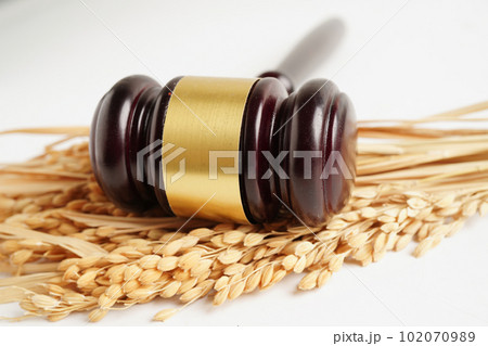 Judge gavel hammer with good grain rice from agriculture farm. Law and justice court concept. 102070989