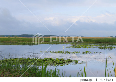 White egret on the river 102071584