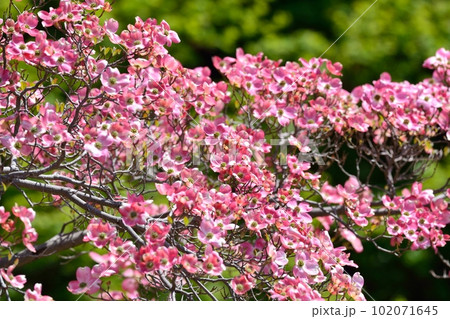 満開のハナミズキ(N) 102071645