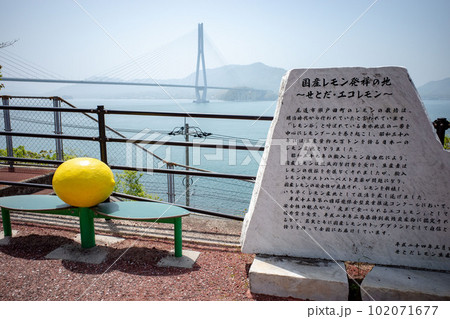 しまなみ海道生口島多々羅大橋のレモン谷 しまなみ海道生口島多々羅大橋のレモン谷 102071677