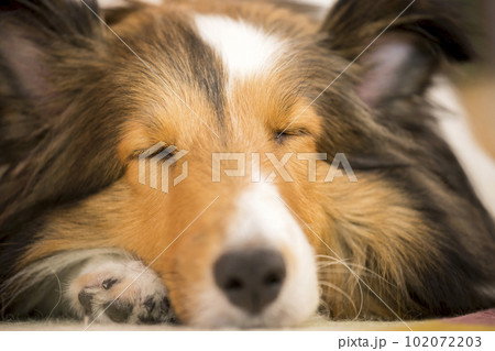 家でぐすっり眠る犬　ペット　シェルティー 102072203