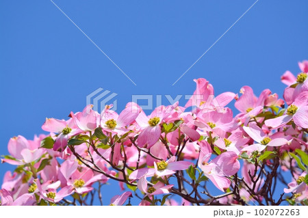 満開のハナミズキ(N) 102072263