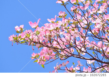 満開のハナミズキ(N) 102072265