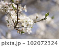 White flowers of cherry plum tree in close-up against blue sky on sunny day. Spring is coming. 102072324