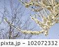 White flowers of cherry plum tree in close-up against blue sky on sunny day. Spring is coming. 102072332