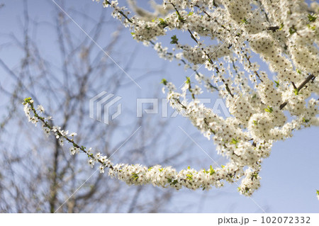 White flowers of cherry plum tree in close-up against blue sky on sunny day. Spring is coming. White flowers of cherry plum tree in close-up against blue sky on sunny day. Spring is coming. 102072332