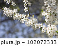 White flowers of cherry plum tree in close-up against blue sky on sunny day. Spring is coming. 102072333